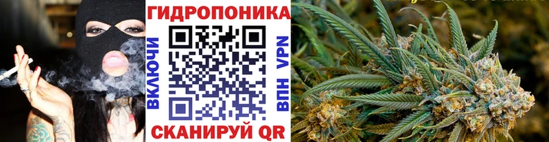 Шишки марихуана конопля Балтийск